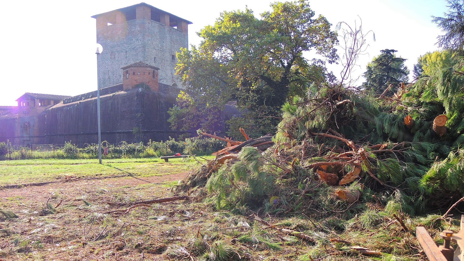Gli alberi tagliati in piazza della resistenza (foto Castellani)