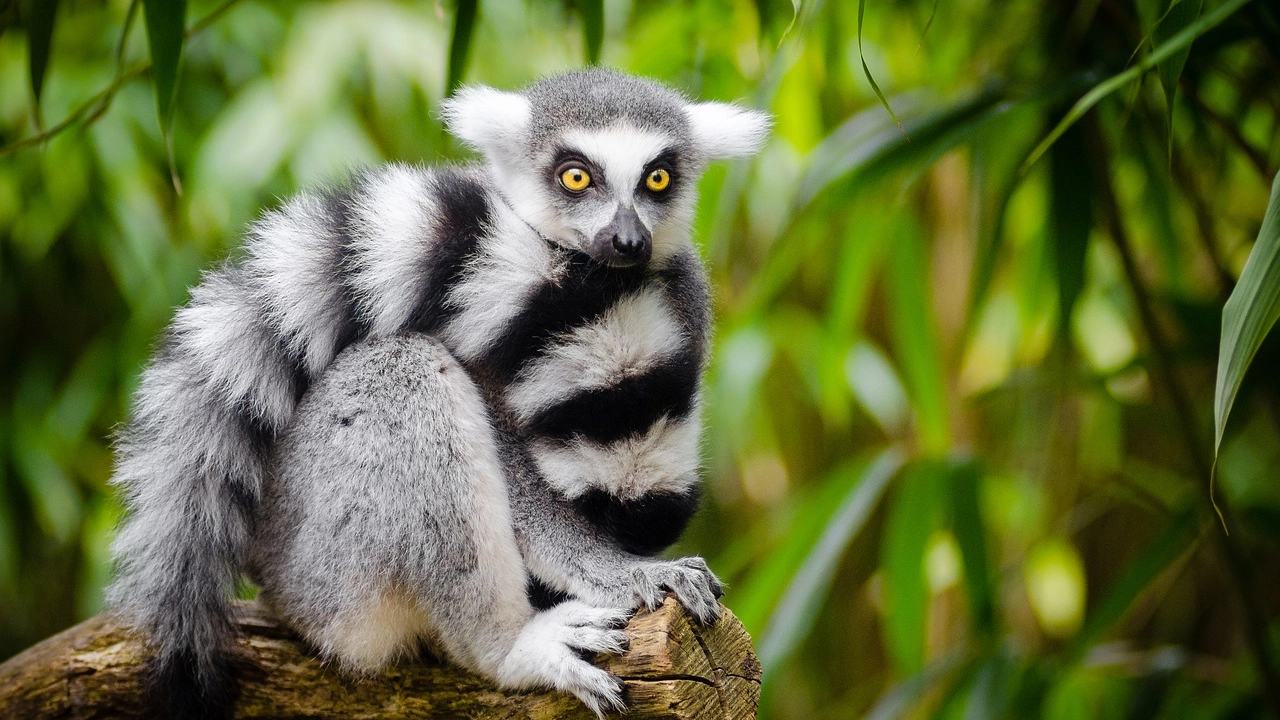Un esemplare di lemure catta (Foto: Pexels/Pixabay)