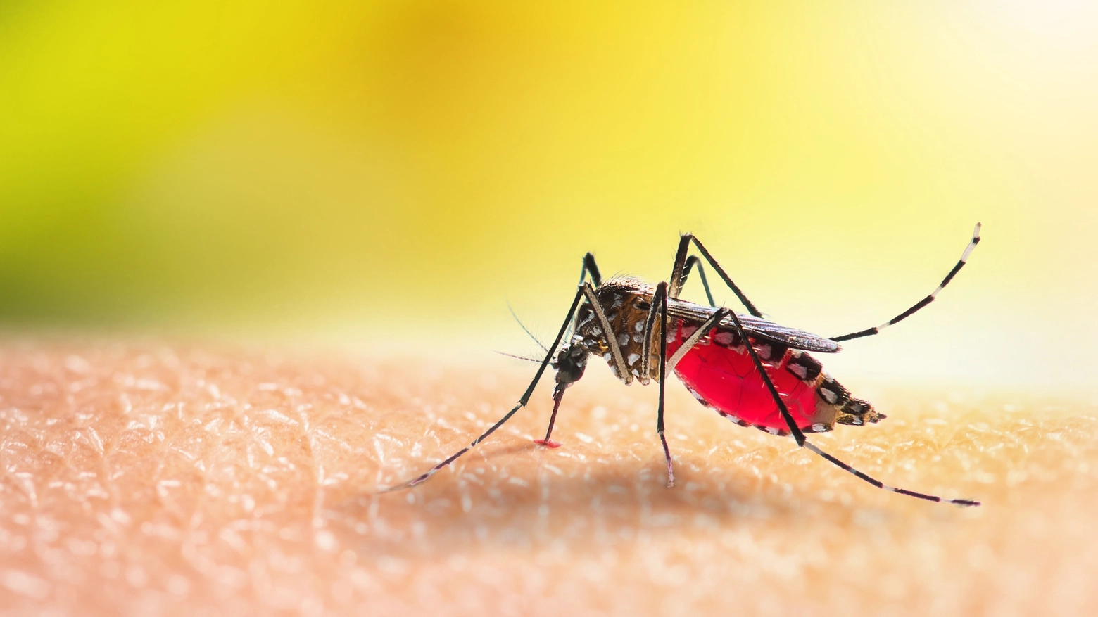 Zanzare, nel mondo è allarme Dengue