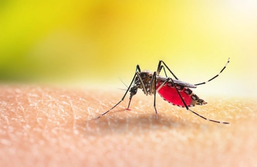 Zanzare e allarme Dengue, l’esperto: ecco le precauzioni da prendere in vacanza (e in giardino)
