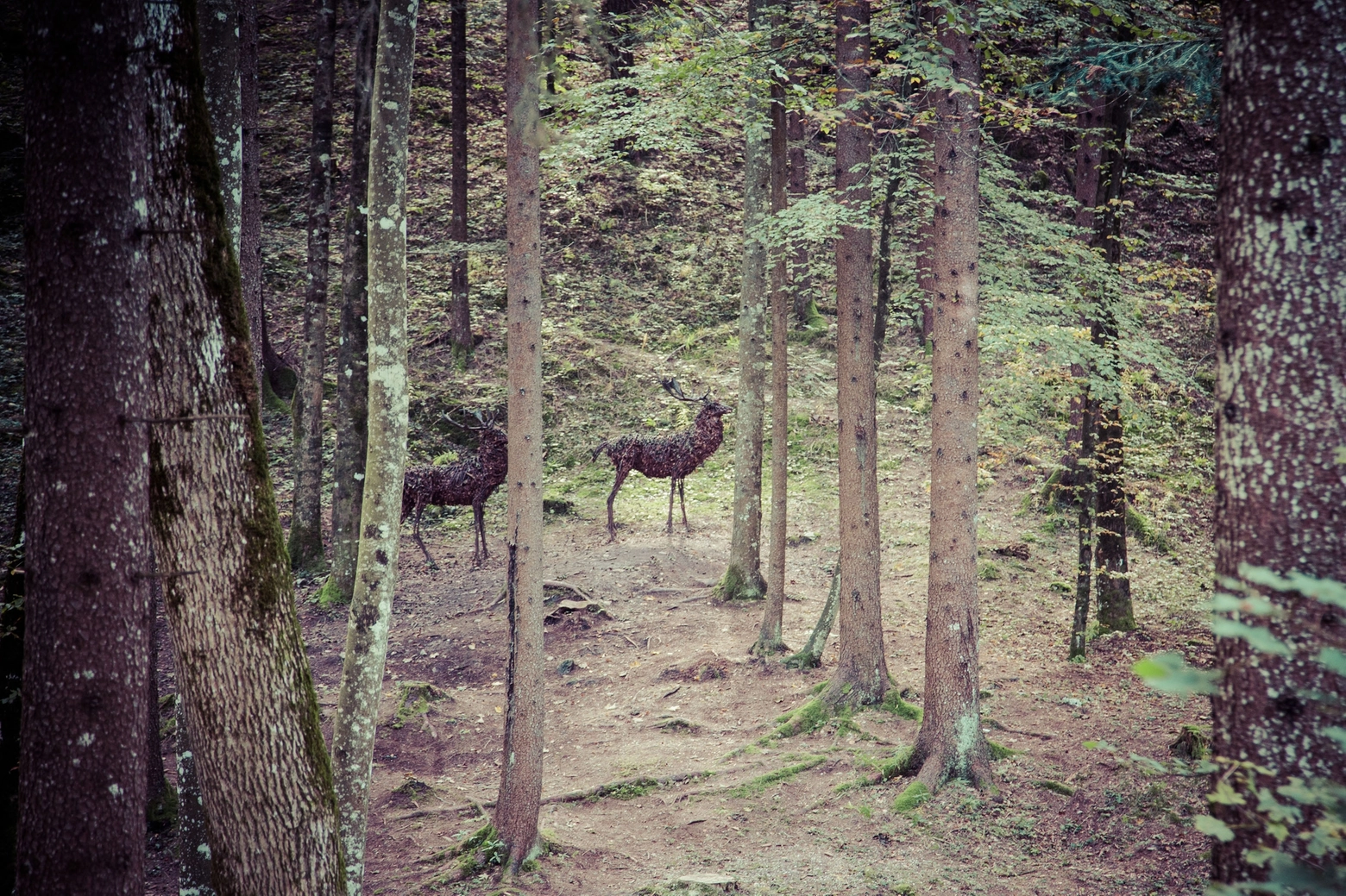 I cervi di legno si nascondono nel bosco