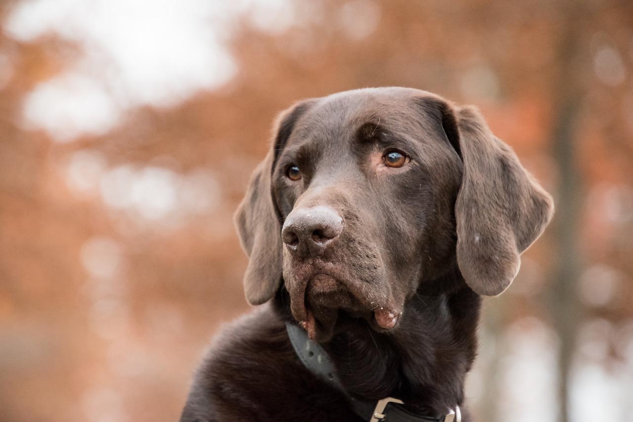 Lumache killer, cosa sappiamo del parassita che uccide i cani. Rischio contagio anche nell’uomo Lumache killer, cosa sappiamo del parassita che uccide i cani. Rischio contagio anche nell’uomo