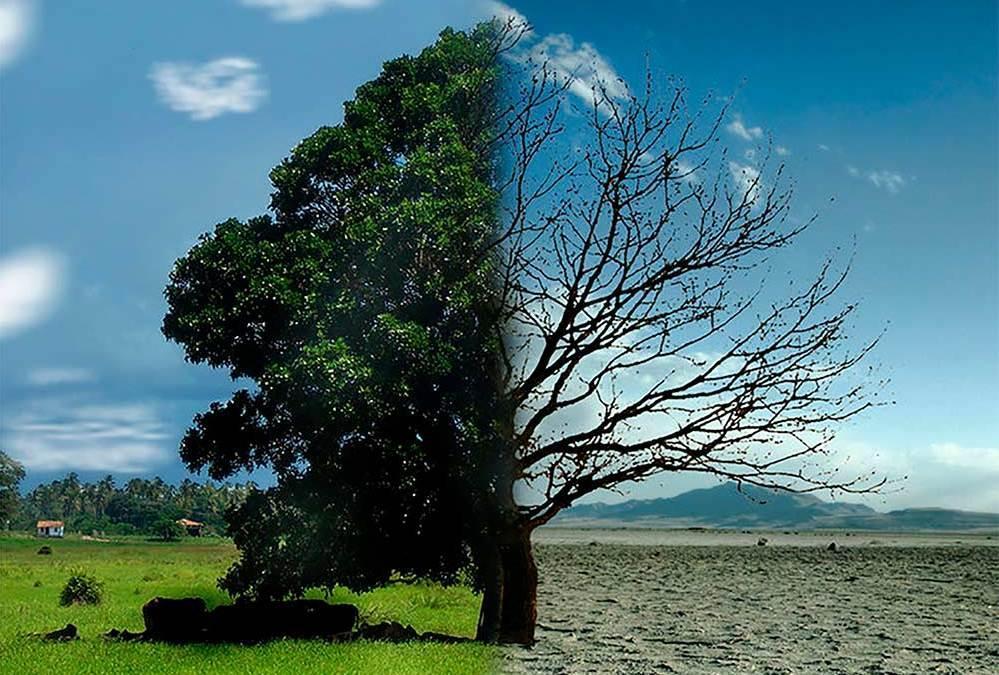 la donna che sussurra agli alberi i boschi e le foreste siamo noi