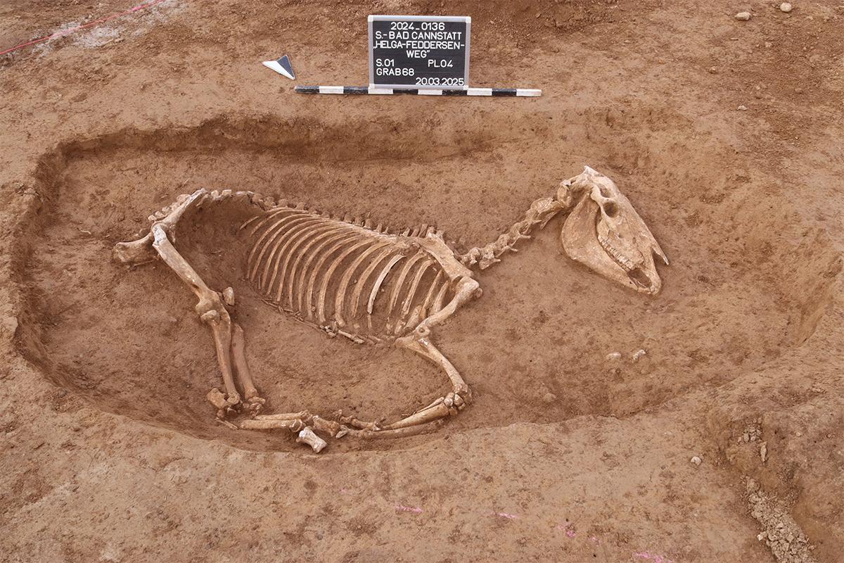Scoperto Stoccarda da Quotidiano.net Scoperto a Stoccarda un cimitero con oltre 100 cavalli dell’esercito romano