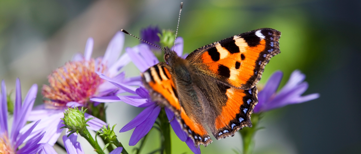 Butterfly watching: cos'è, perché fa bene e dove lo si può fare in Italia