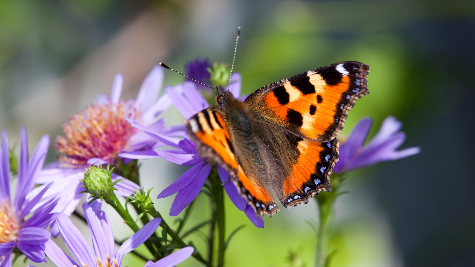 L’osservazione delle farfalle richiede tempo, attenzione, ritmi lenti e capacità mnemonica