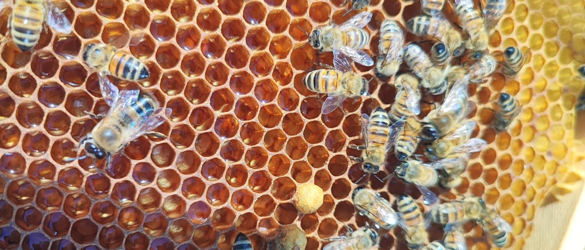 Vespa orientalis (e vespa crabro) a Roma, l’apicoltrice: “Ecco da che cosa è attirata e cosa si sta facendo”