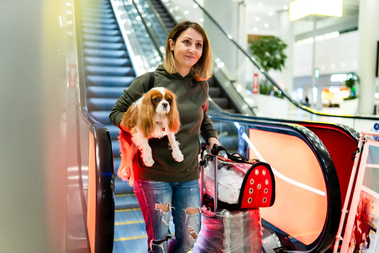 Animali in aereo, cambiano le regole: più facile portarli in cabina