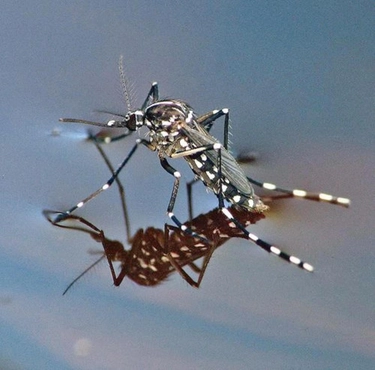 Zanzare tigre, cos’è il progetto Procida e perché i maschi sterili possono salvarci dalla Dengue