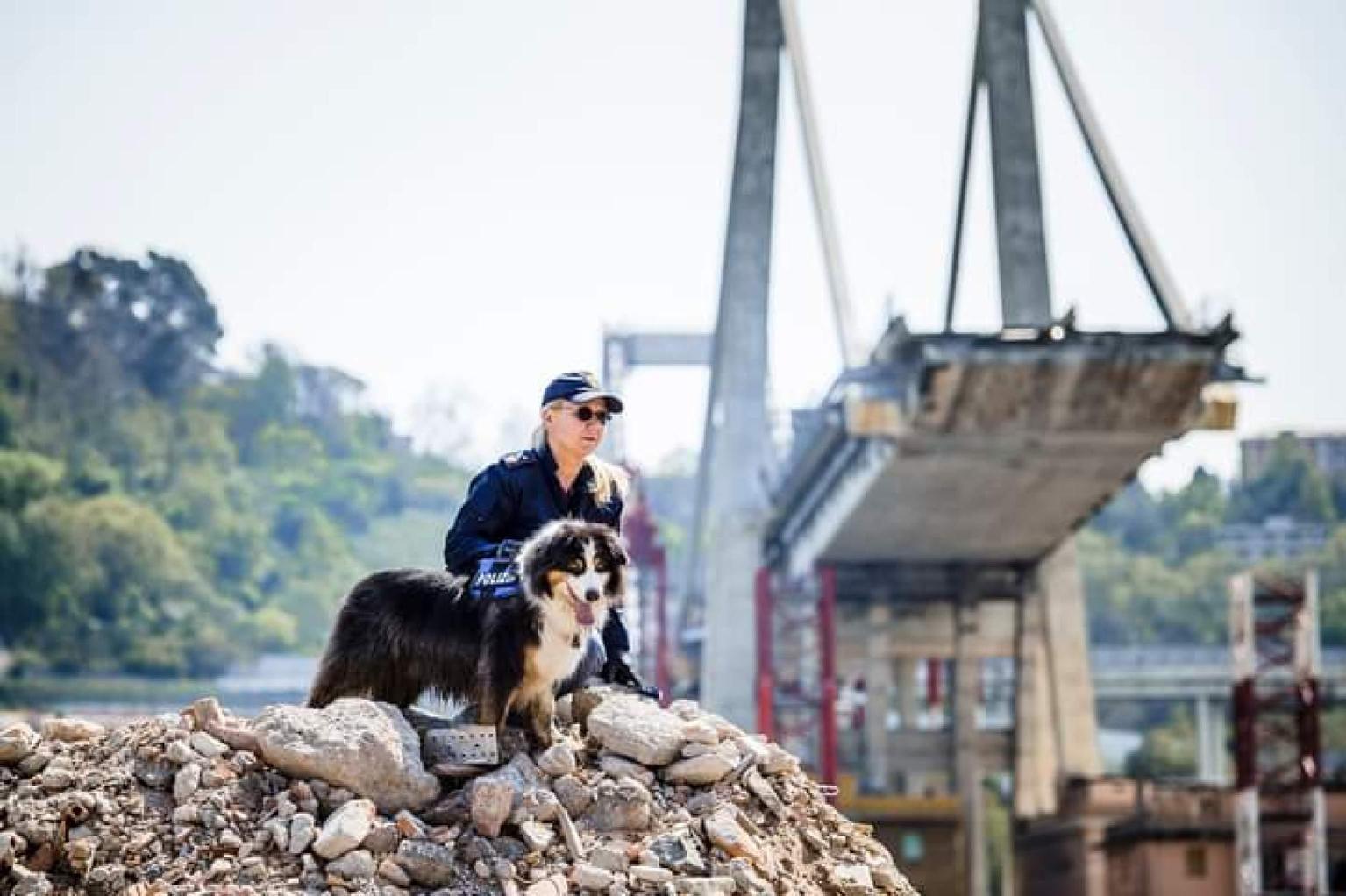 200 morto night spirit il cane poliziotto eroe del ponte morandi salv242 6 persone sotto le macerie