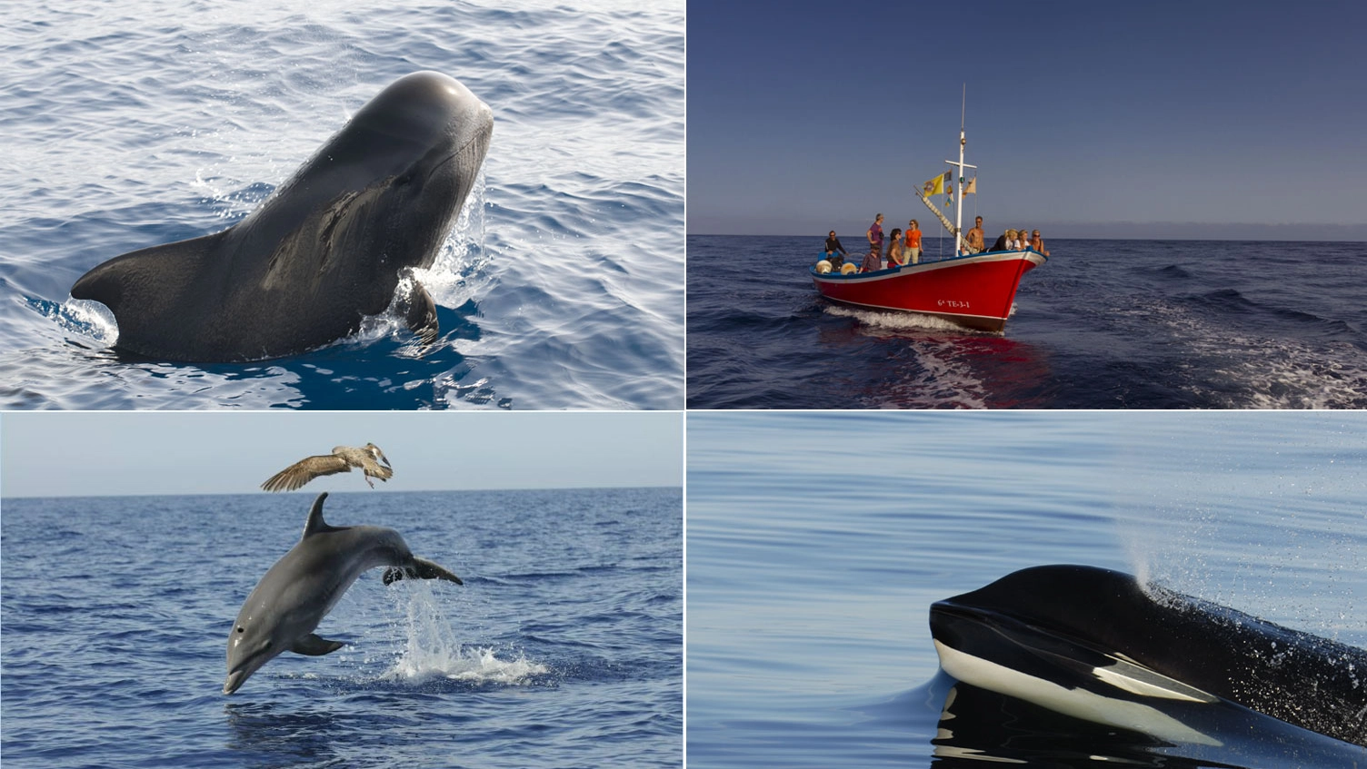 L’arcipelago spagnolo nell’oceano Atlantico è la principale destinazione europea per l’osservazione dei cetacei nel loro habitat naturale