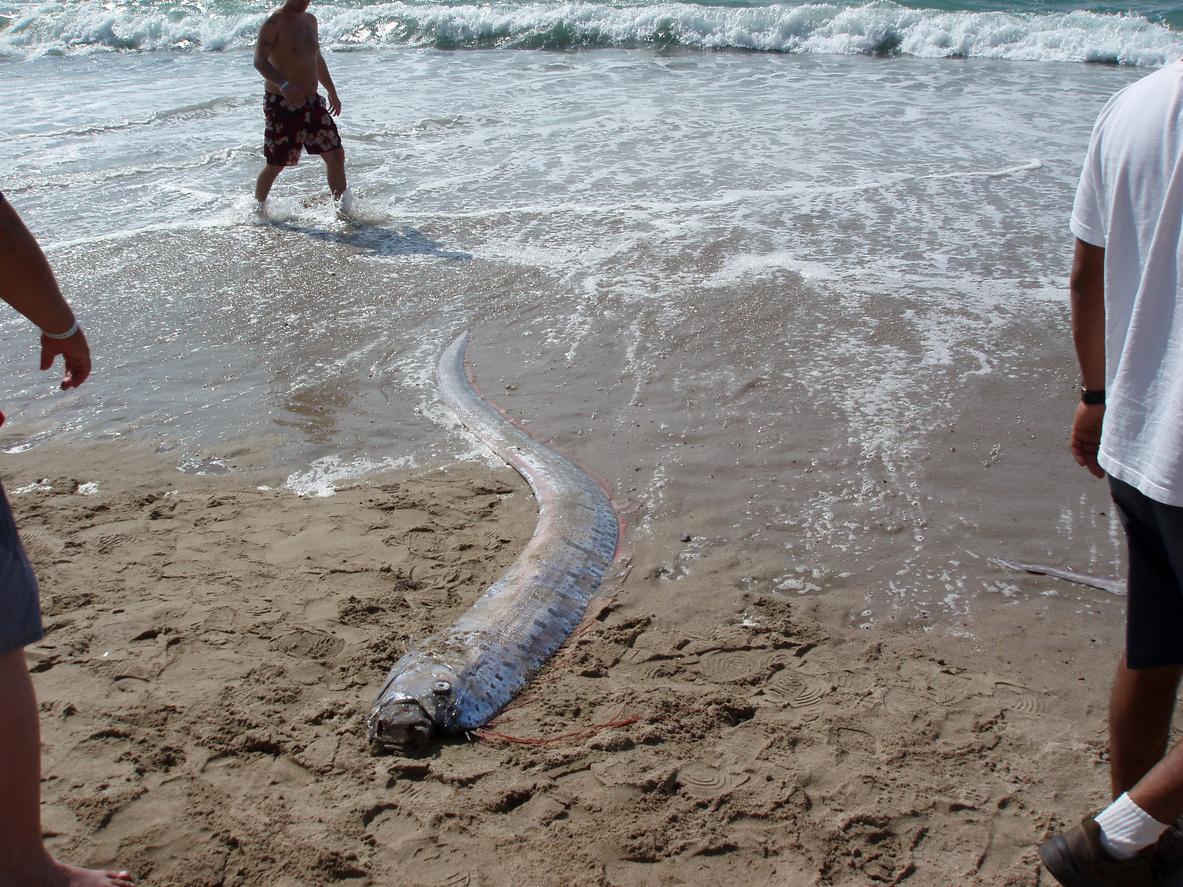 Che cos’è da Quotidiano.net Che cos’è il pesce remo e perché è simbolo di catastrofi