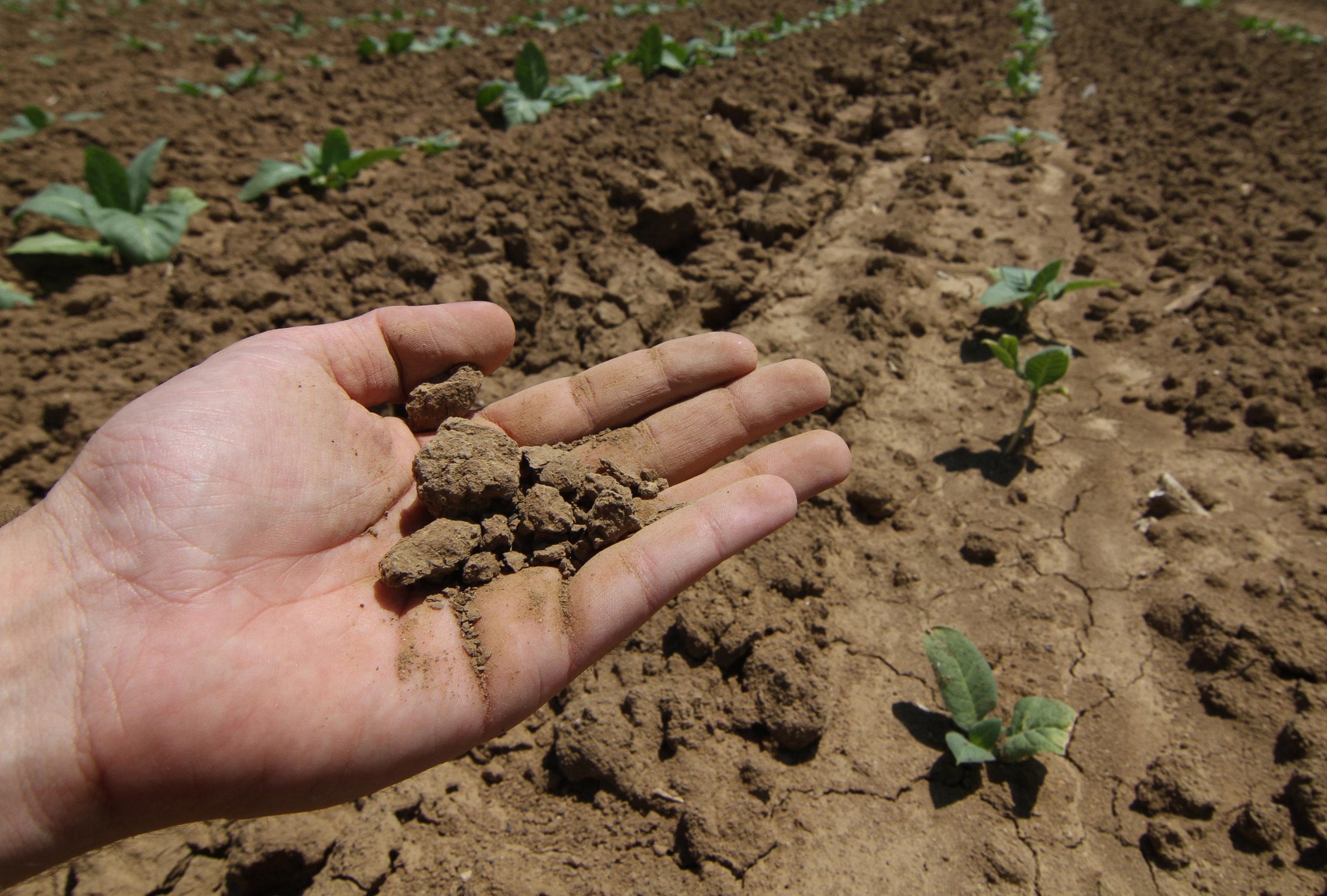 Cinque cose da sapere sul prossimo fondo agricolo dell’UE Cinque cose da sapere sul prossimo fondo agricolo dell’UE