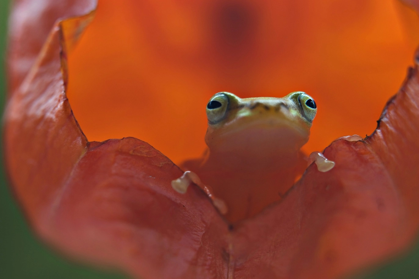 In questa splendida immagine una rana dorata sembra aver trovato casa in un fiore