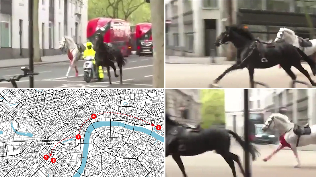 Gli animali sono scappati durante un’esercitazione di routine nell’area del palazzo Horse Guards Parade. Hanno corso per oltre 9 km seminando il panico tra passanti e automobilisti