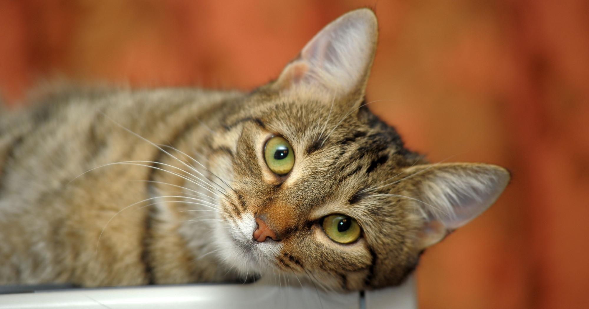 la passione giapponese per i gatti un viaggio anche letterario