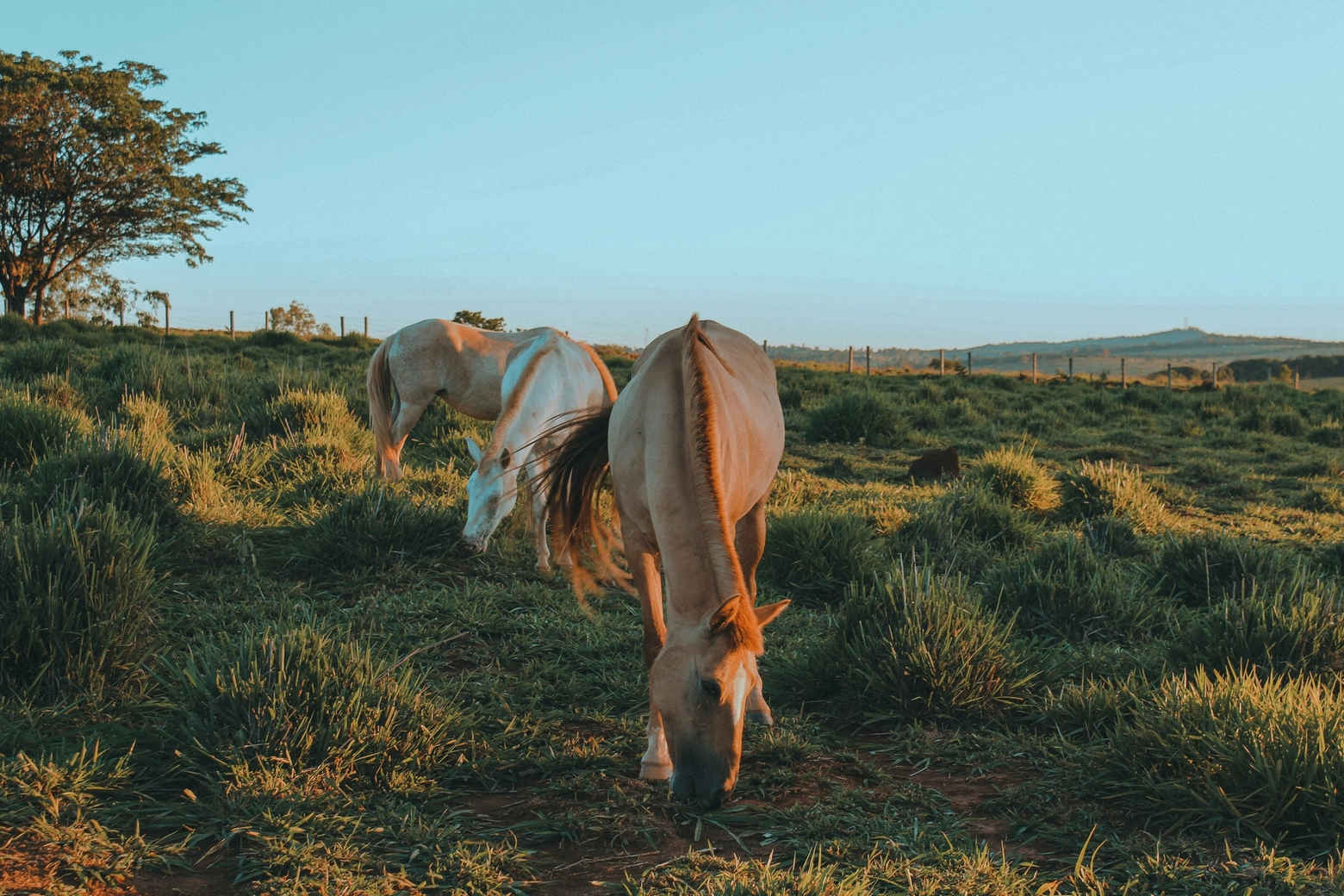 Cavalli al pascolo nella località di Alentejo in Portogallo (credits Omnio - Victoria Duarte)