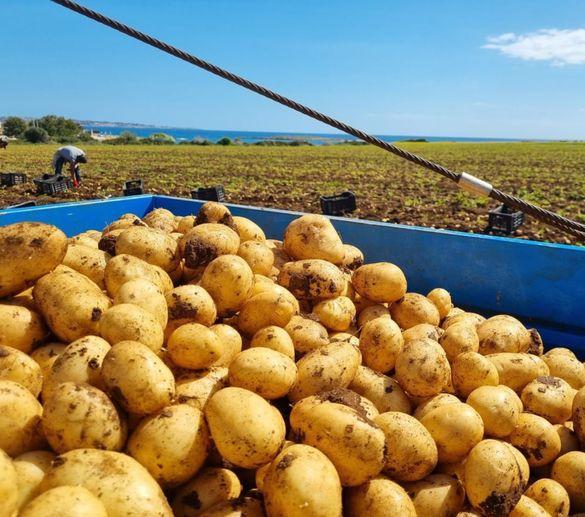un frutto della terra dal produttore al consumatore da Quotidiano.net un frutto della terra dal produttore al consumatore
