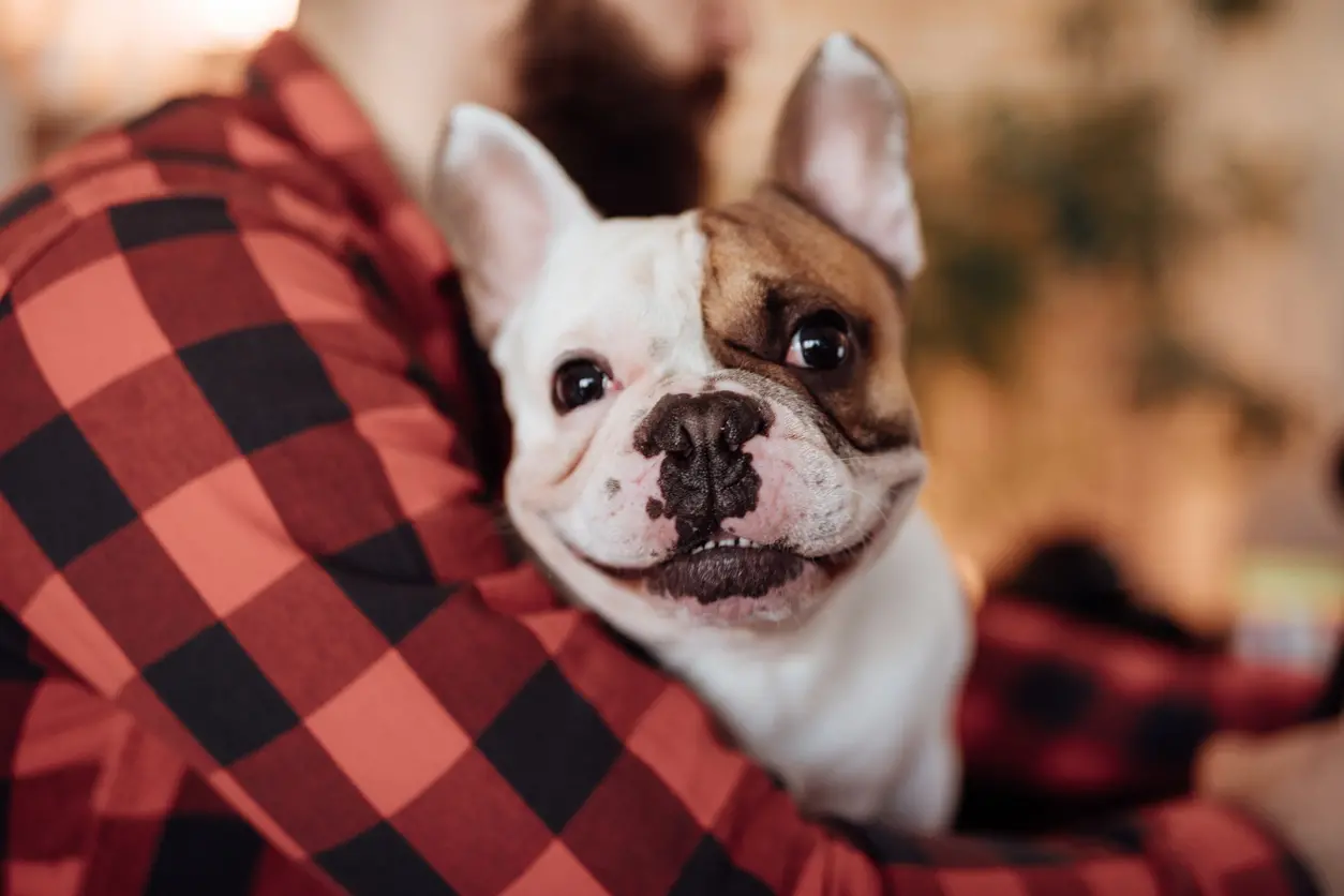 Il cane di casa dà più soddisfazioni dei parenti