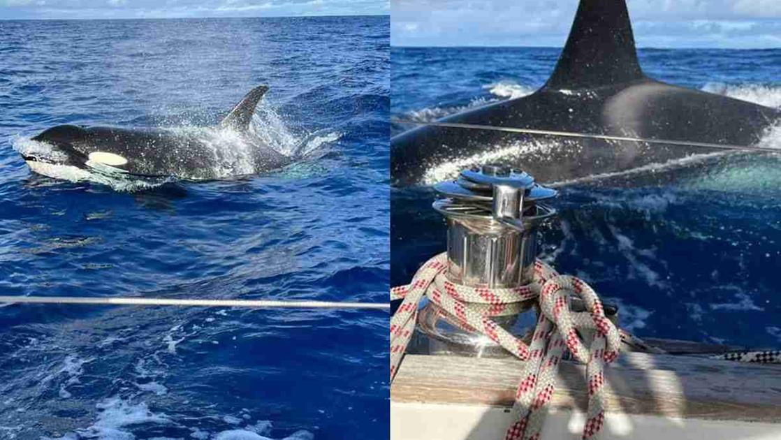 Le orche attaccano e affondano una barca a vela nello stretto di Gibilterra