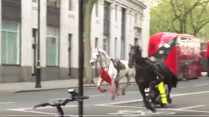Cavalli dell’esercito in fuga, panico e feriti a Londra: il video. Al galoppo in mezzo al traffico