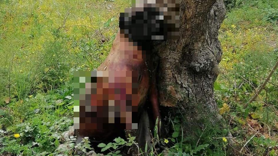 Cane impiccato a un albero, a Palermo taglia da 2000 euro per chi denuncia il colpevole