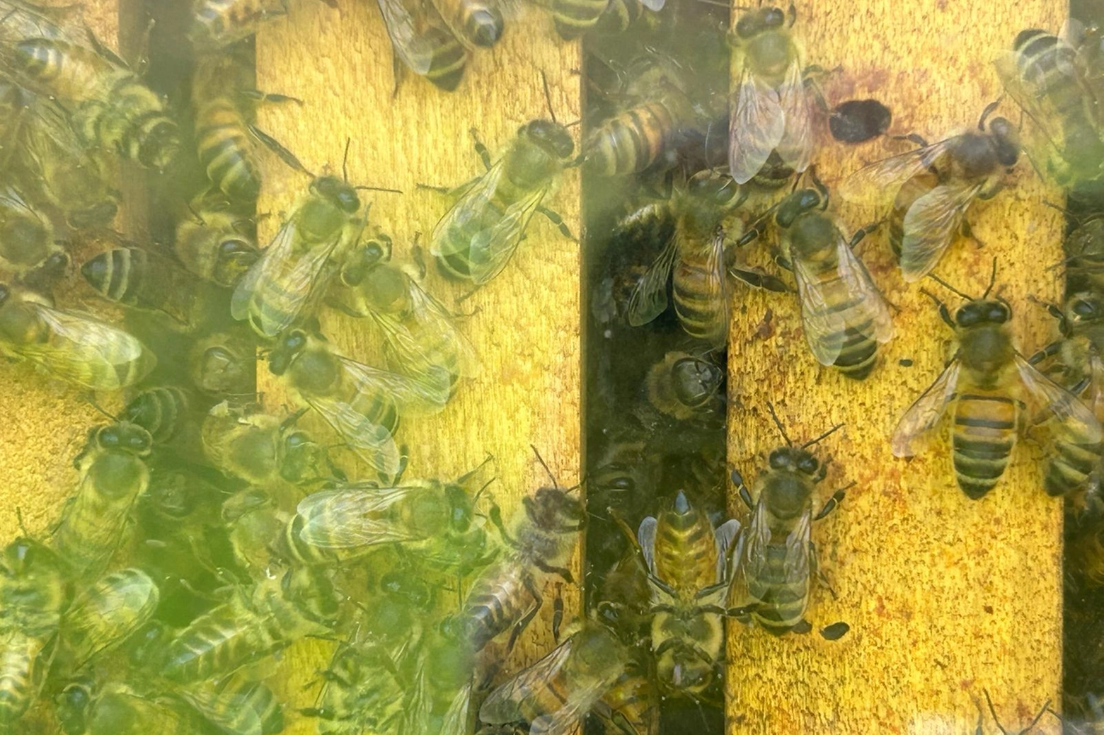 Le api in un alveare aperto che mostra la loro laboriosità