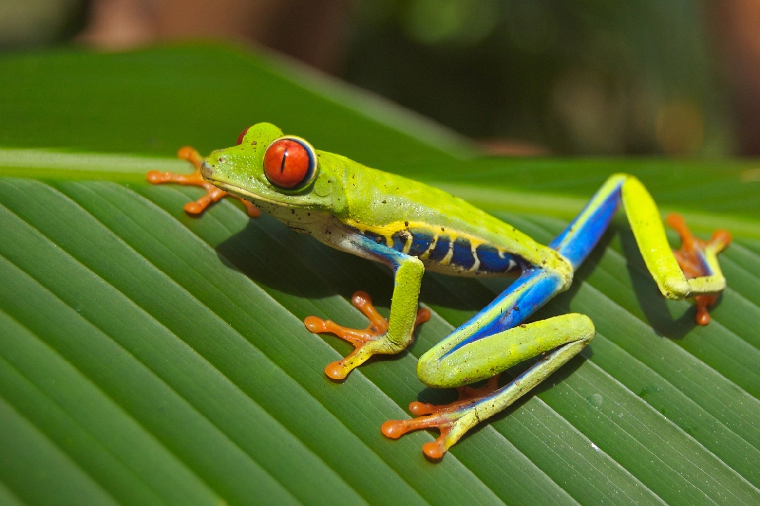 A seconda dell'habitat le rane, diffuse in tutto il mondo, assumono colorazioni diverse per adattarsi all'ambiente