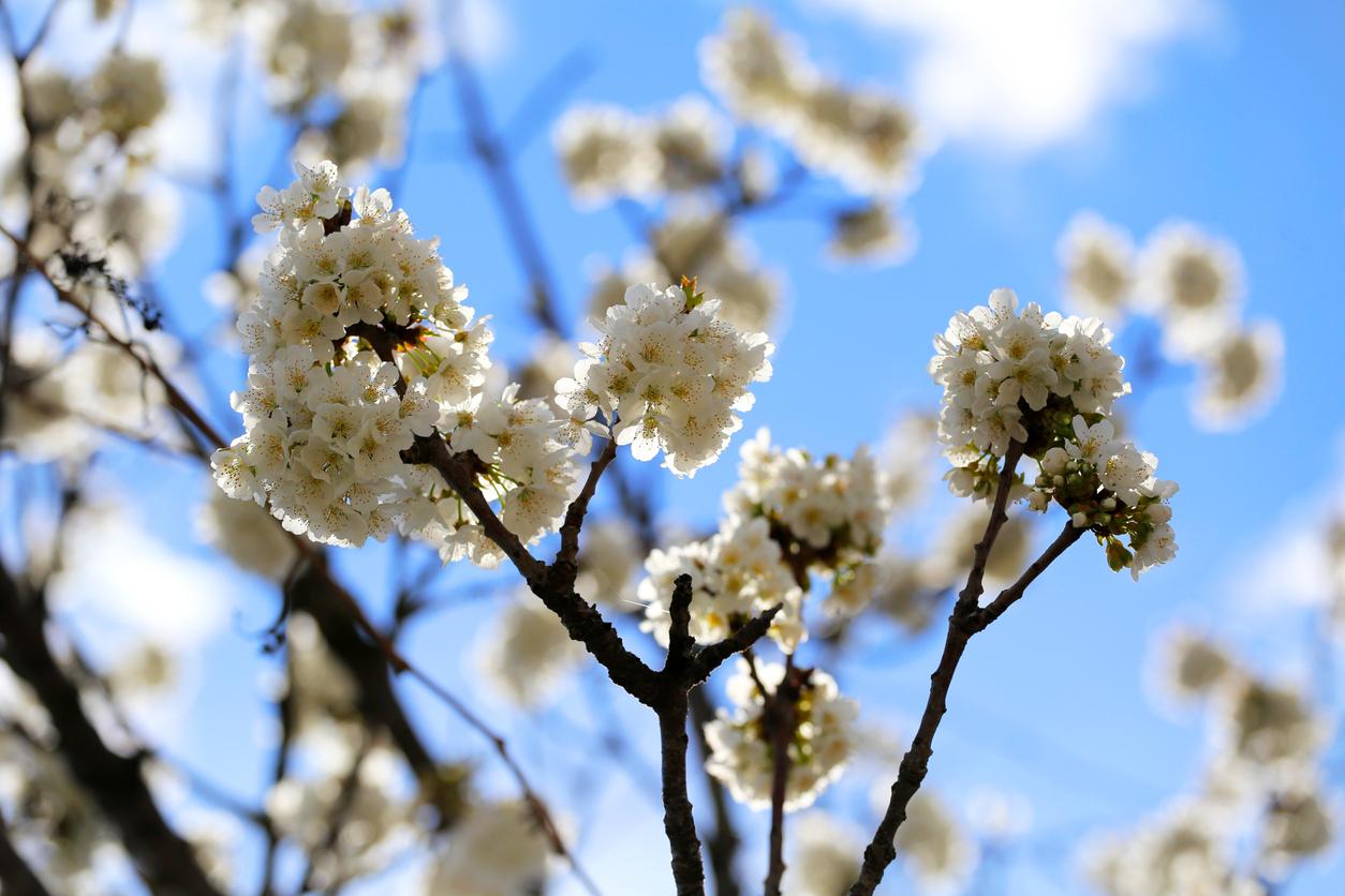 Proverbi detti da Quotidiano.net Proverbi e detti di primavera | un viaggio attraverso le tradizioni del mondo