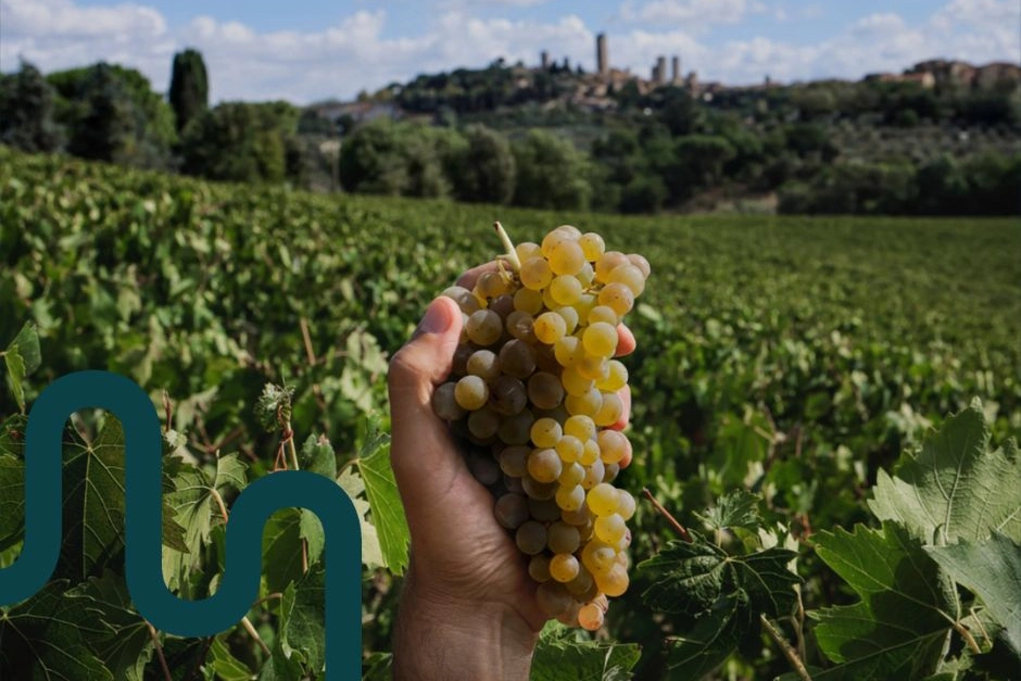 Vernaccia di San Gimignano, il pregiato vino bianco prodotto nel territorio comunale sangimignanese