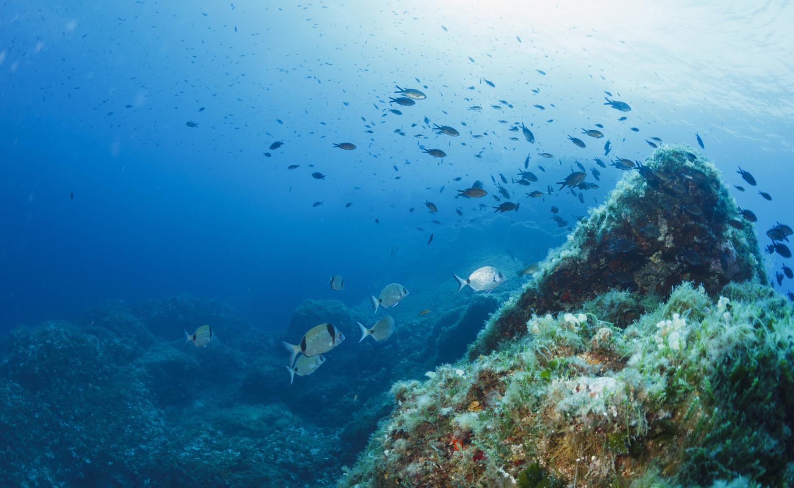 "Specie aliene e caldo estremo minacciano il Mare Nostrum" "Specie aliene e caldo estremo minacciano il Mare Nostrum"