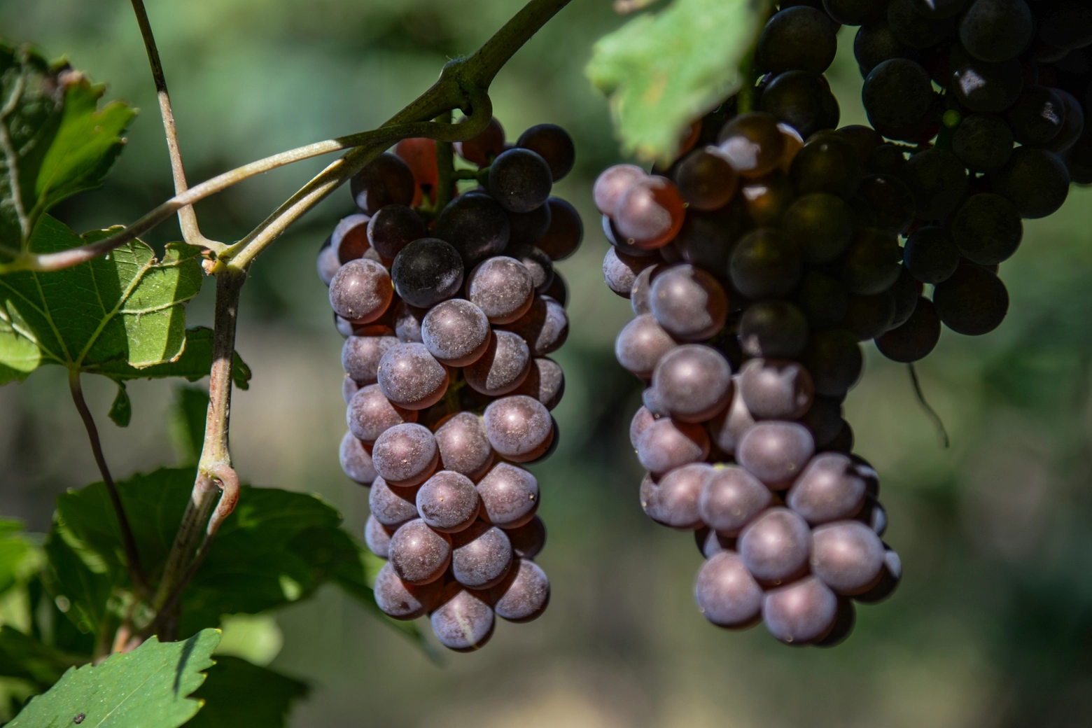 Pinot Grigio delle Venezie Doc, vitigno (foto di EnricoBrunelli)