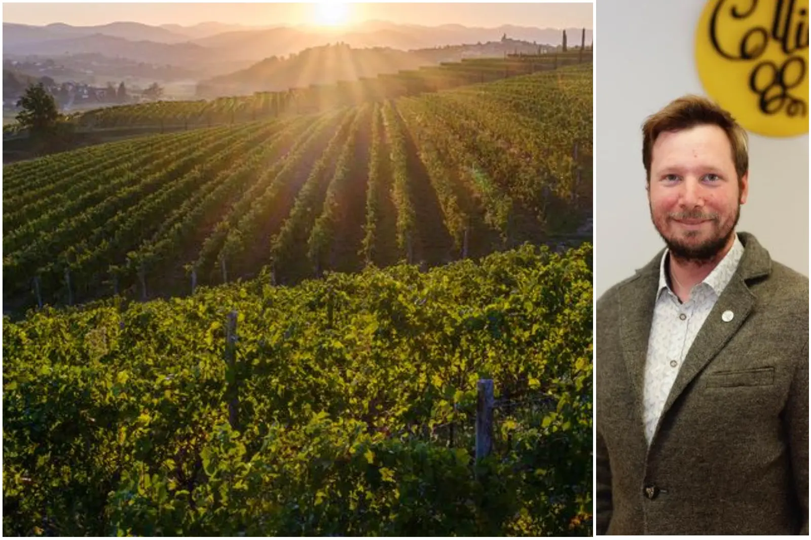 Disciplinare, identità, evoluzione: il vecchio Collio si affida al giovane Luca Raccaro