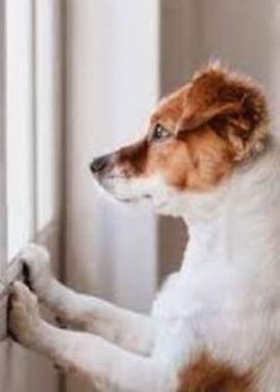tuoni fulmini e amici animali una playlist contro la paura