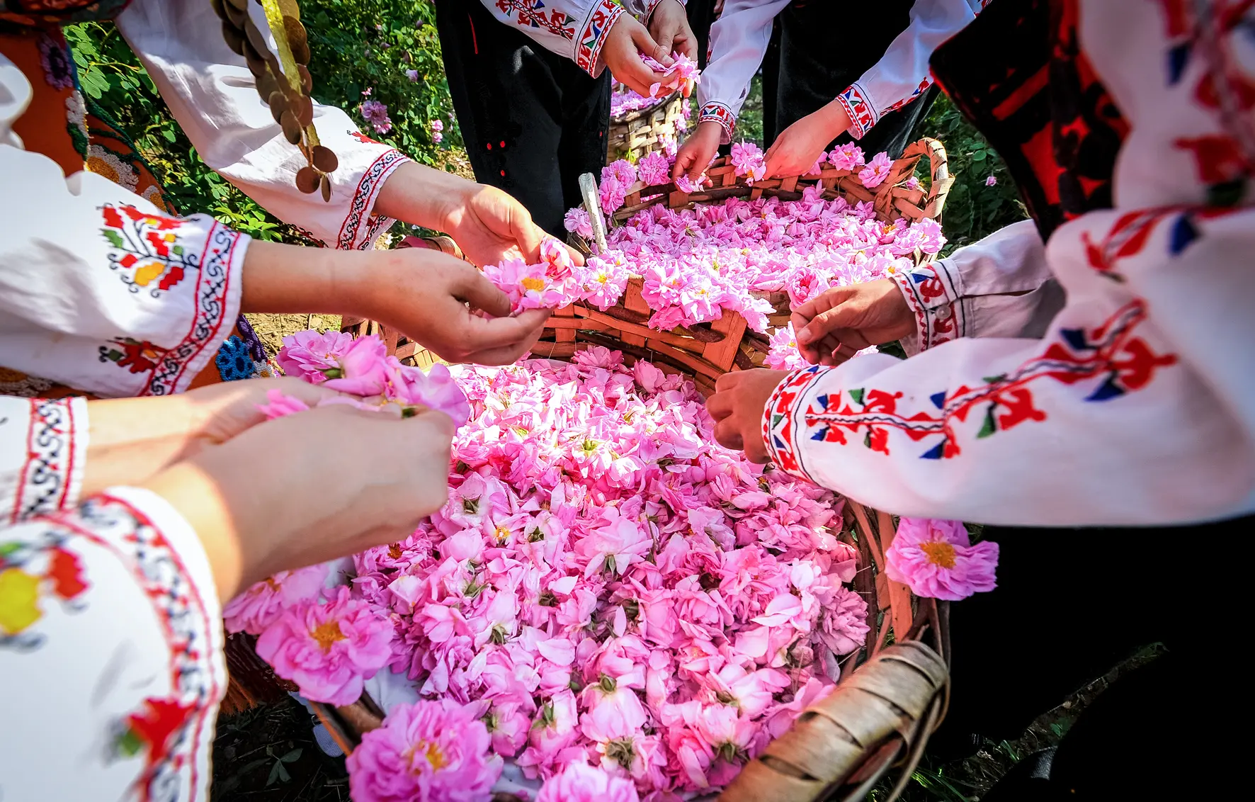 Bulgaria in festa con la Rosa Damascena, preziosa come l’oro. Appuntamento a Kazanlak, nella Valle delle rose