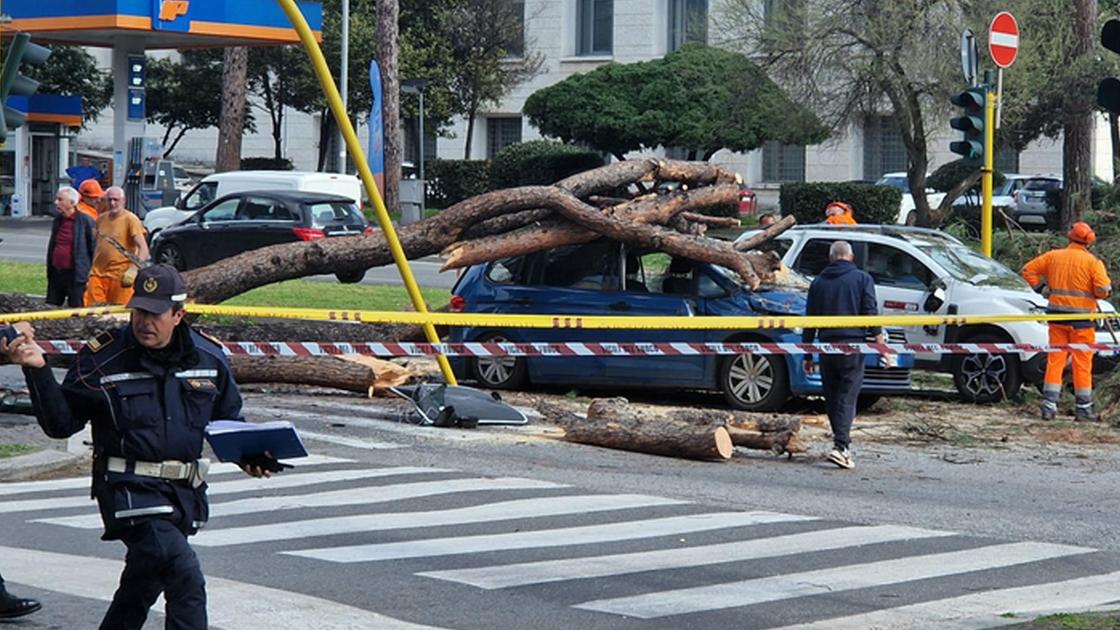 Roma, grosso pino crolla sulla Cristoforo Colombo: travolte due auto in transito, un ferito