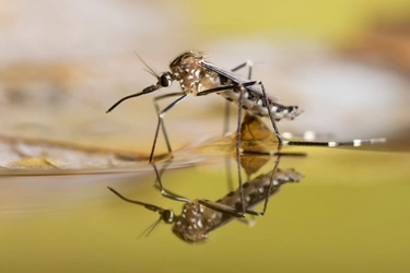 Zanzare, le più pericolose in Italia (anche per la Dengue). “Ecco come scelgono le vittime”