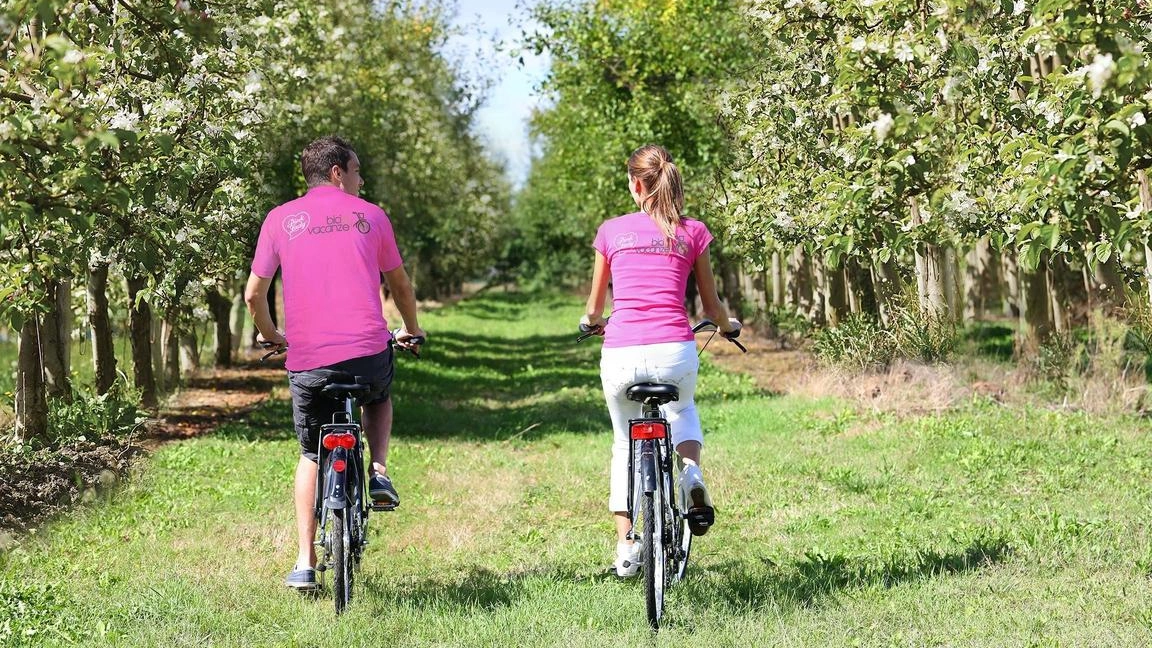 Girando in bicicletta nei frutteti in fiore della mela Pink Lady
