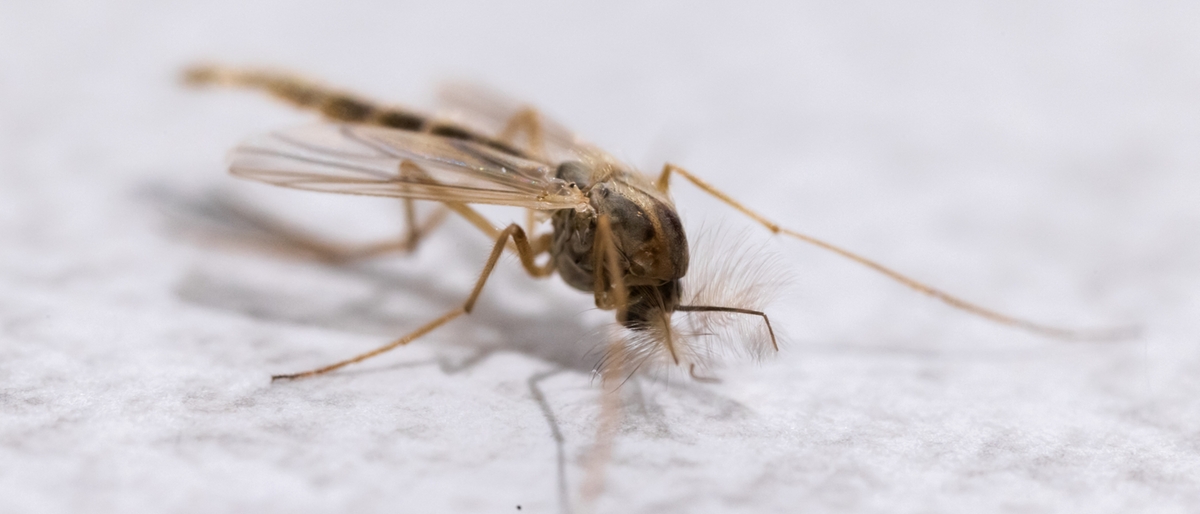 Zanzara della malaria in Italia, trovata in Puglia dopo mezzo secolo: cosa significa la scoperta?
