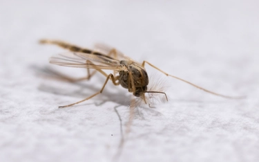 Zanzara della malaria in Italia, trovata in Puglia dopo mezzo secolo: cosa significa la scoperta?