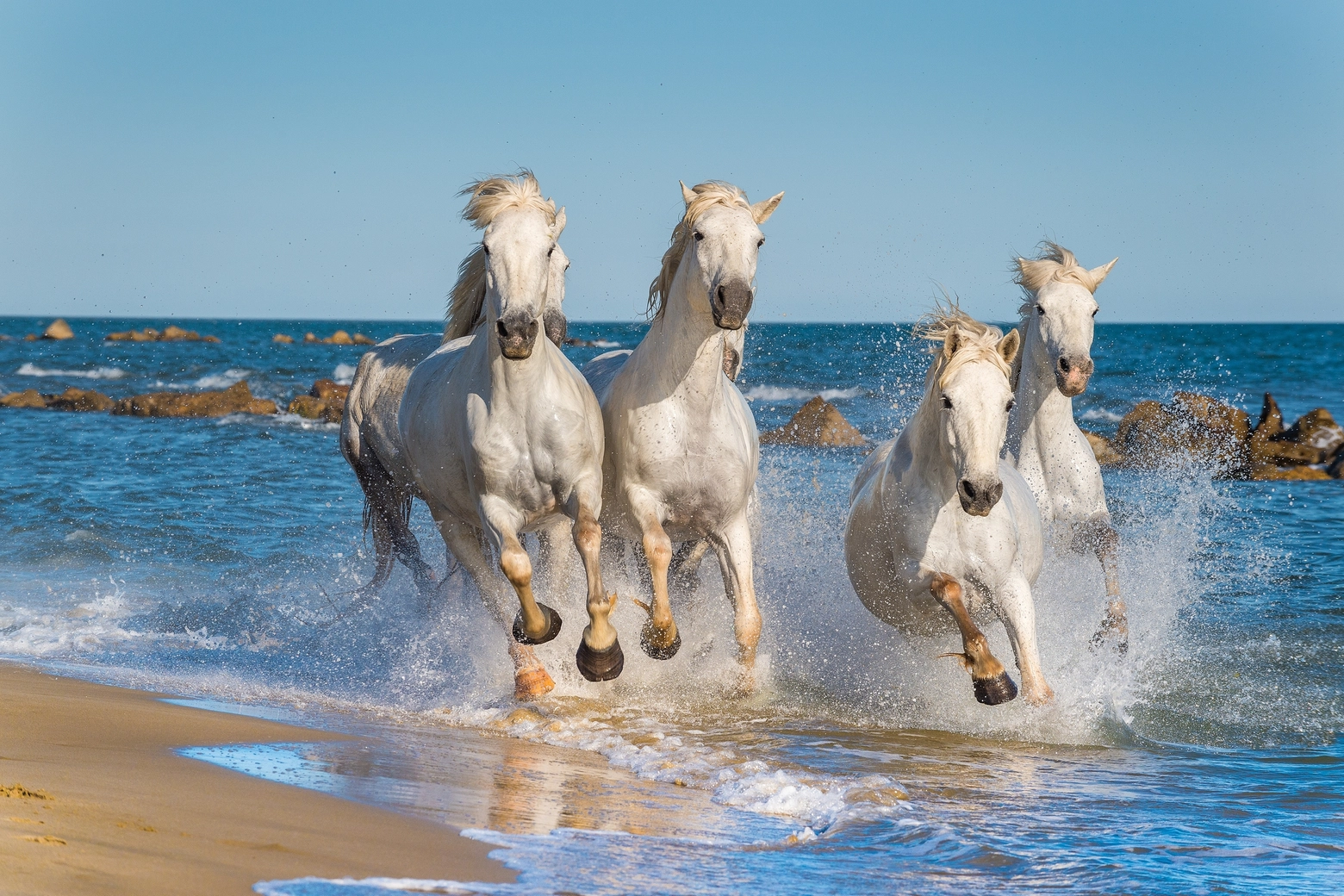 Cavalli bianchi di razza Camargue corrono liberi sulla costa francese