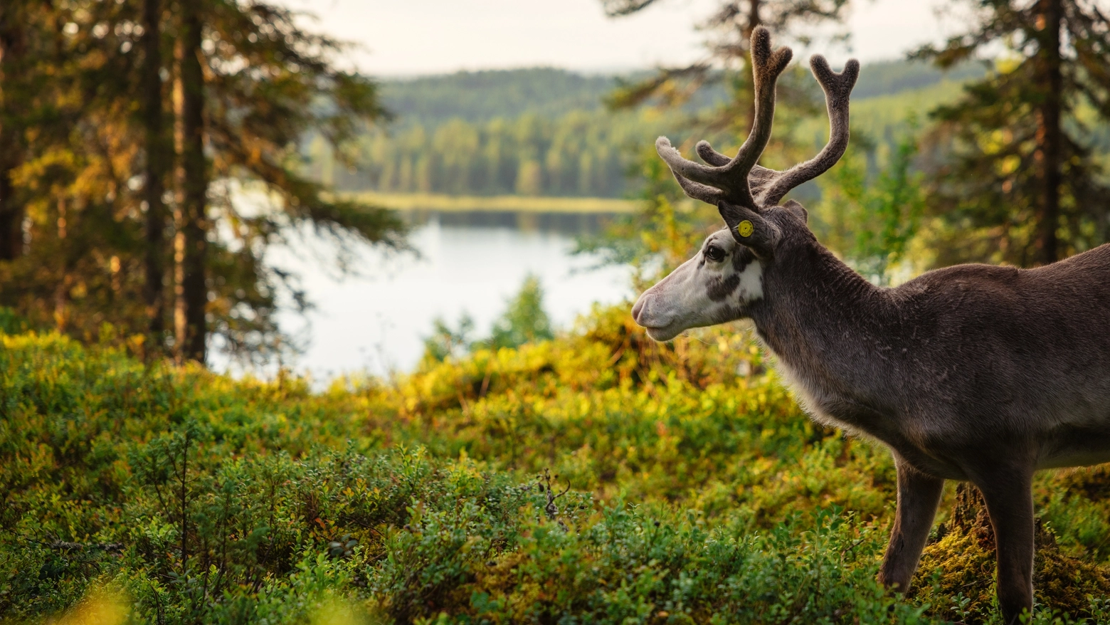 Il concorso ‘Trust the wilderness’, promosso dall'ente del turismo del paese nordico, mette in palio sei viaggi. Ecco le date e le modalità per partecipare