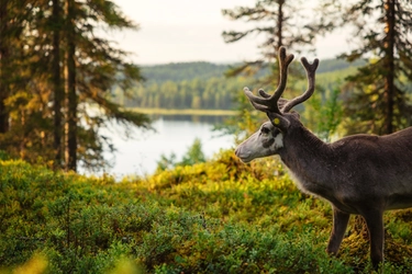 Sfida artica: vinci la Finlandia, segui la renna Vesku e vola gratis nella ‘Natura selvaggia’