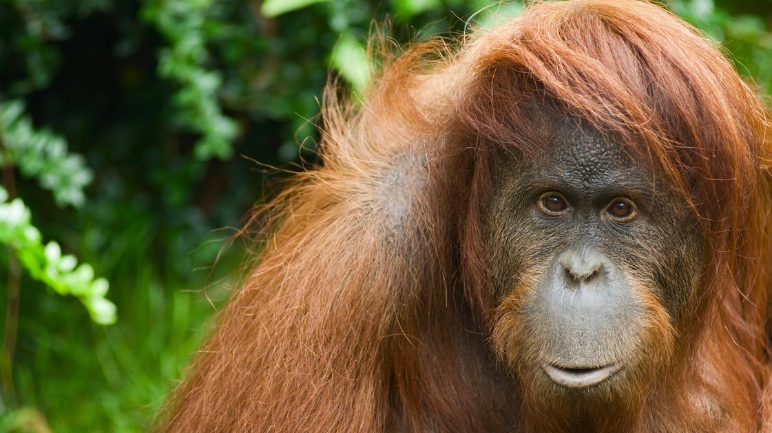 L’orango Rakus è riuscito a curare da solo una ferita al volto con un “cerotto” vegetale