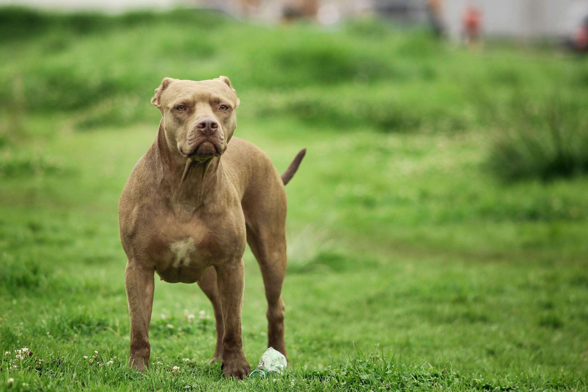 Bimba di due anni azzannata alla testa dal pitbull dei nonni Bimba di due anni azzannata alla testa dal pitbull dei nonni