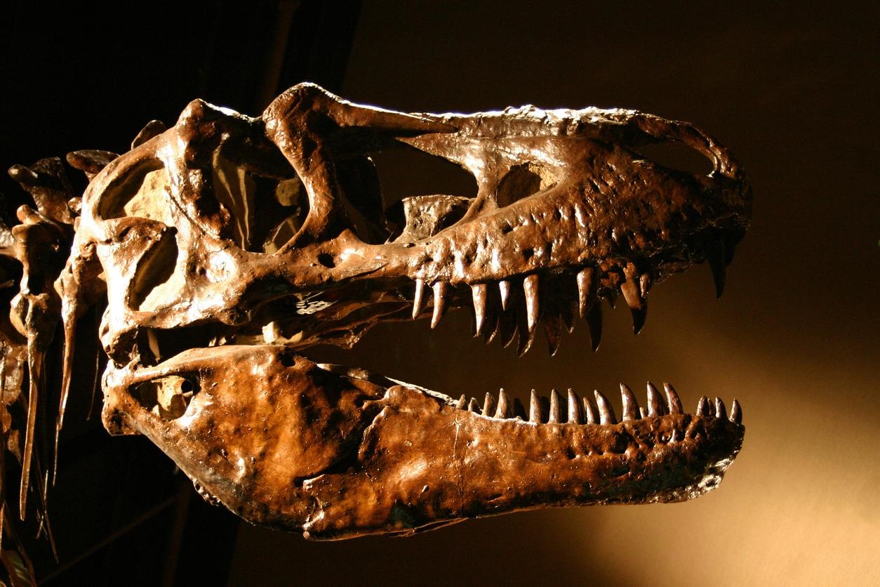 scoperto un nuovo dinosauro stretto parente del tyrannosaurus rex