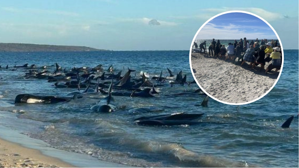 Balene spiaggiate a Dunsborough Beach, catena umana per salvarle