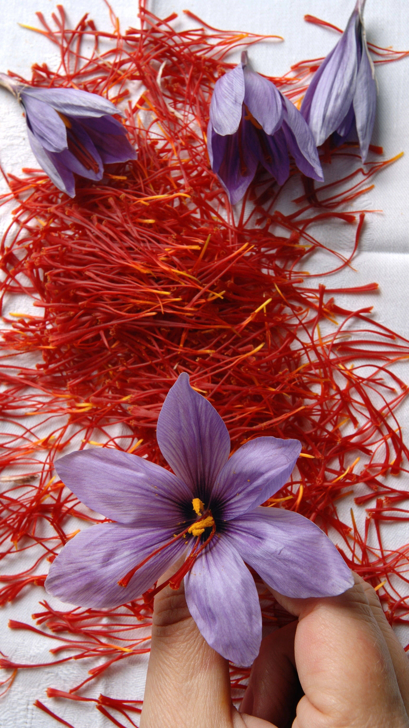 La Zafferano, prodotto tipico di di Città della Pieve, coi suoi splendidi fior violetti e i pistilli rossi