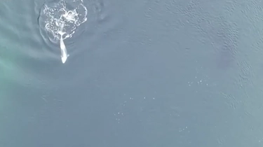 Canada, cucciola di orca torna libera nel mare: il video emozionante e la storia di Brave Little Hunter