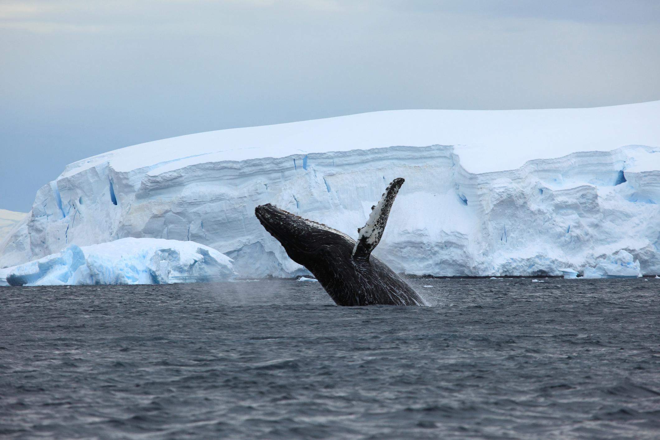 Balene azzurre, c’è speranza: ecco come gli studiosi sono riusciti a capire che stanno ripopolando l’Oceano